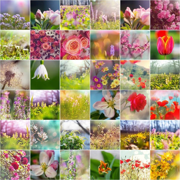 Flower Theme